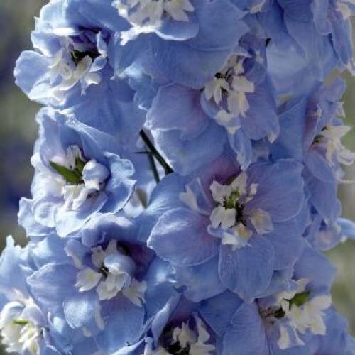 Семена цветов Дельфиниум Magic Fountains Benarys ky Blue 250 шт. (BN04172-3)