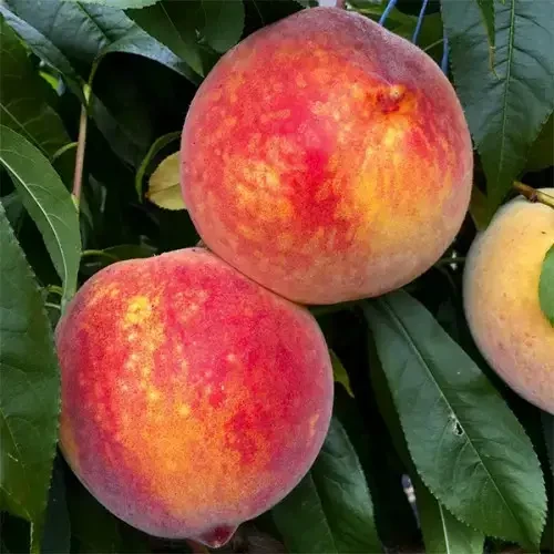 Саджанець персика Авалон Прайд (2833299137)