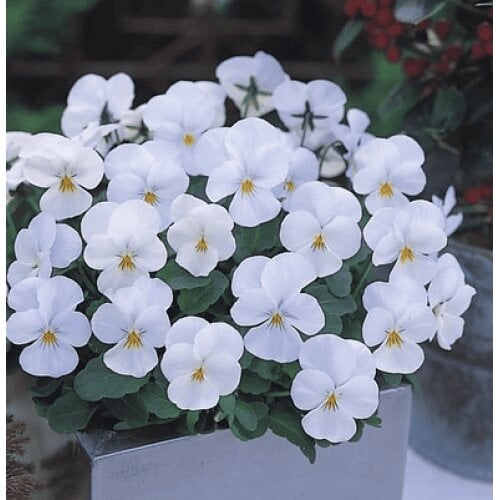 Семена цветов Виола рогатая ампельная Takii Four Seasons F1 White 10 шт. (BN09019-4)