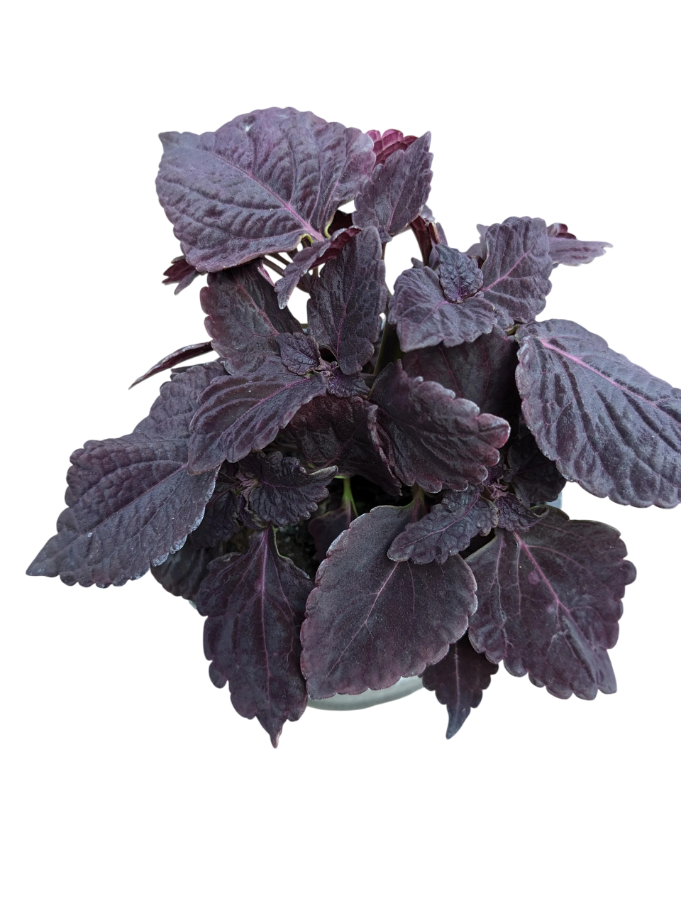 Растение Колеус Black Prince 11х20 см (27180331)