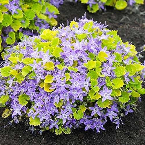 Кампанула Florium Dickson's Gold (13078)