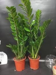 Замиокулькас 14/70 см (2681165936) - фото 2