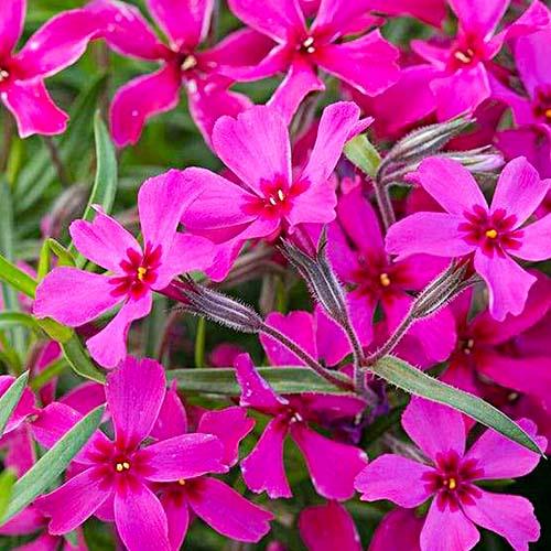 Флокс Florium Scarlet Flame (11418)