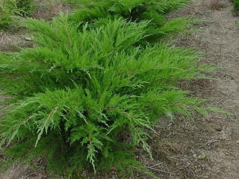 Можжевельник средний Минт джулеп С7,5 (2669484437)