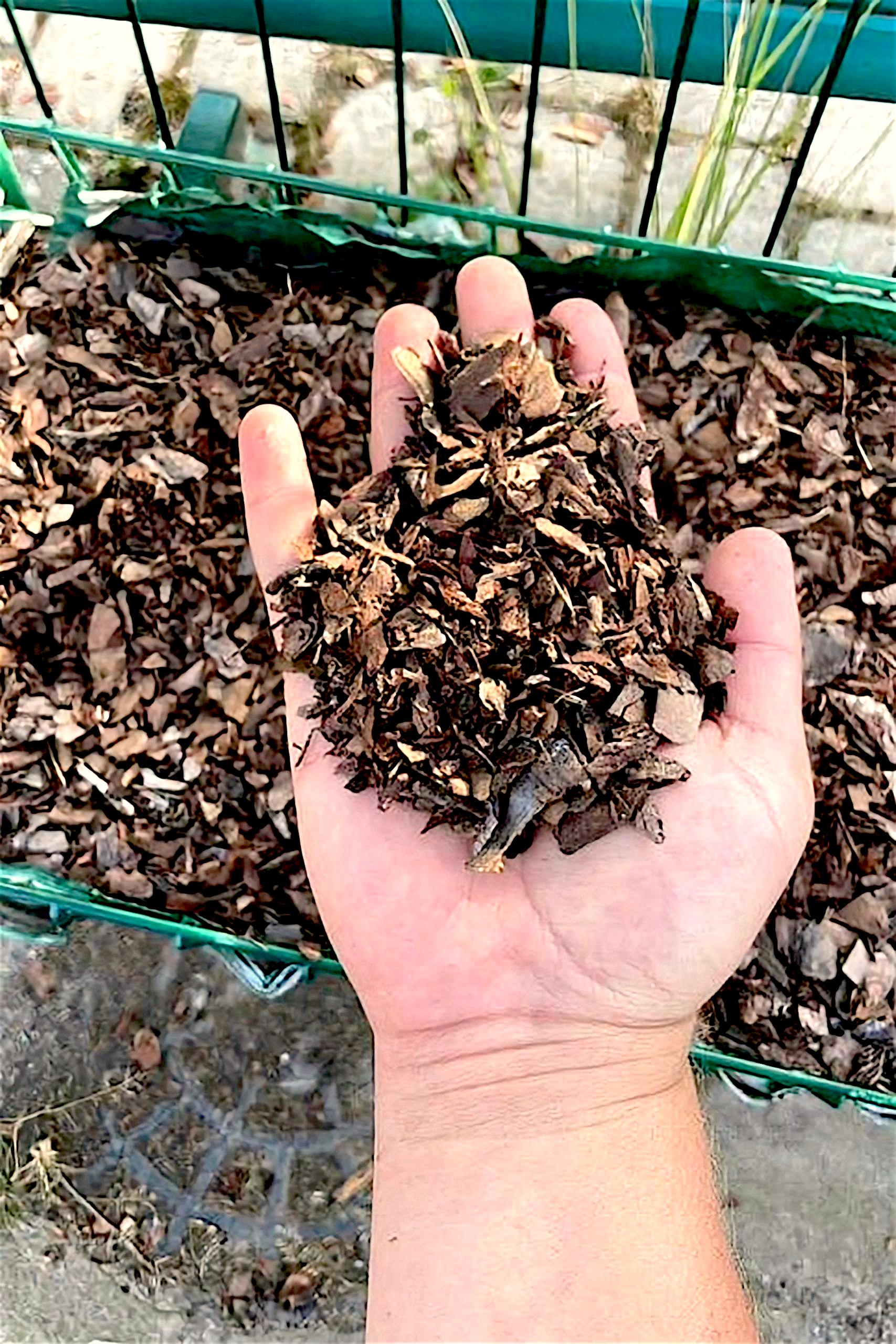 Мульча Кори соснової декоративна STONELAK GARDENS 50 л 0,1-2 см (27363105) - фото 3 Мульча Кори соснової декоративна STONELAK GARDENS 50 л 0,1-2 см (27363105) - фото 3