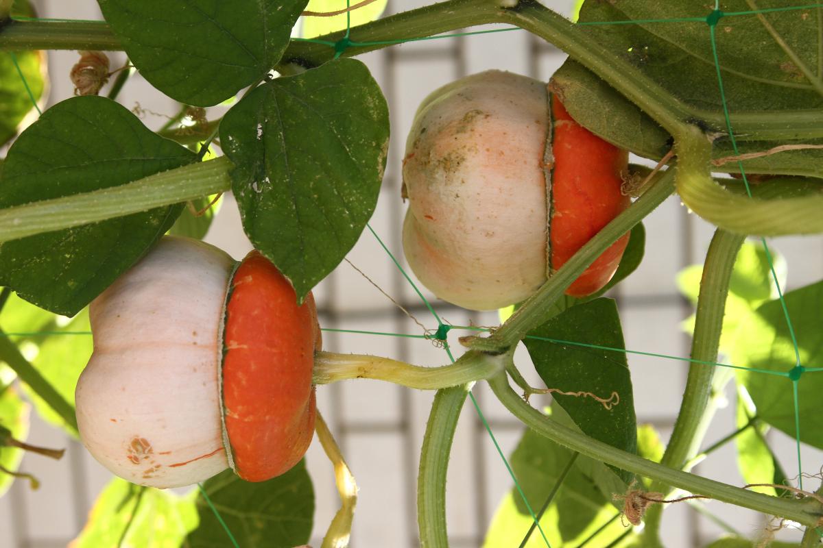 Семена Тыква мини Тюрбан для декора турецкий желудь декоративная 10 шт. - фото 4