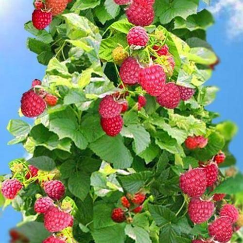 Сажанец Малиновое дерево Крепыш (15838)