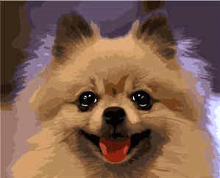 Набор для росписи по номерам Strateg Портрет шпица 40х50 см (VA-1672-mt)