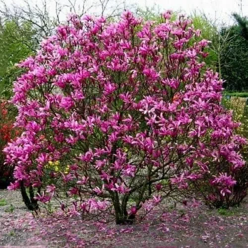 Саджанець магнолії Susan 3річна 60-70 см (2093509851)