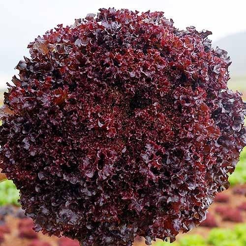 Семена Салат Азирка ТД Гекса-Украина 01-26-124 5000 шт. (IR01474)