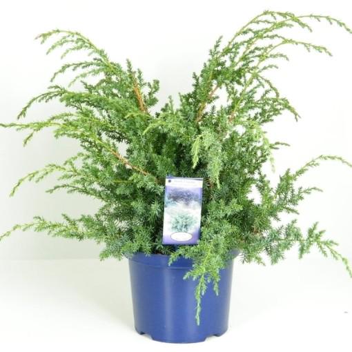 Саженец Можжевельник Блю Альпс Blue Alps 1 шт.