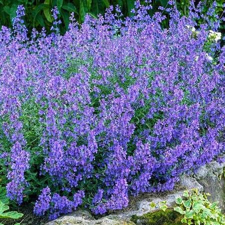 Котяча м'ята Nepeta dropmore 1 шт. (38294941)
