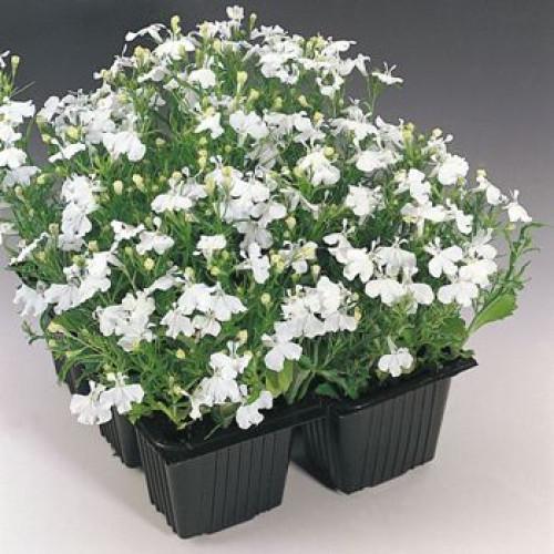 Семена цветов Benary Лобелия черешковая Palace White 500 шт. (BN01441-3)