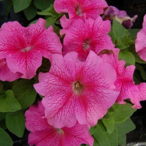 Семена цветов Hem Genetics Петуния крупноцветковая Limbo GP Rose Veined 500 шт. (BN09380-2)