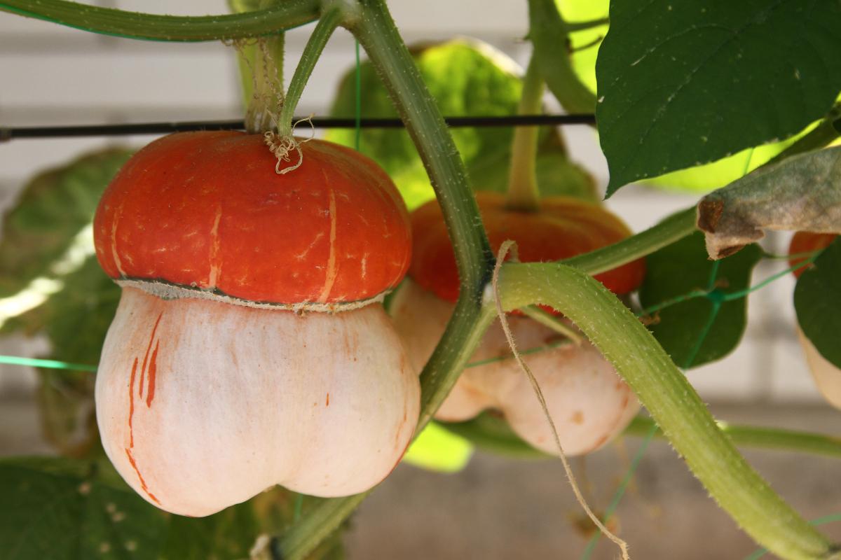 Семена Тыква мини Тюрбан для декора турецкий желудь декоративная 10 шт.