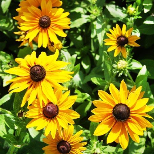Насіння Рудбекія Джем Florium - фото 2 Насіння Рудбекія Джем Florium - фото 2