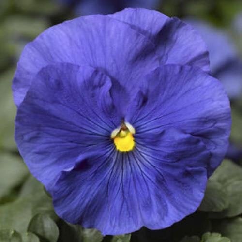 Семена цветов Виола Delta F1 Speedy True Blue Syngenta 1000 шт. (BN09926)