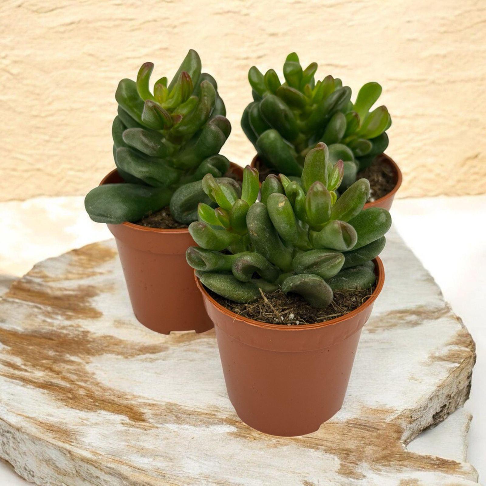 Крассула Микс Crassula Mix (38299870) - фото 5