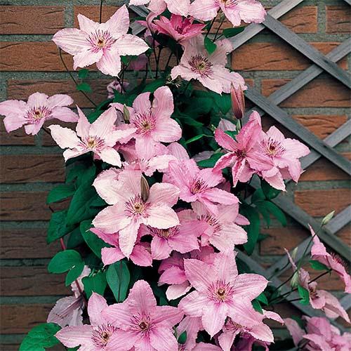Клематіс Hagley Hybrids Florium - фото 2