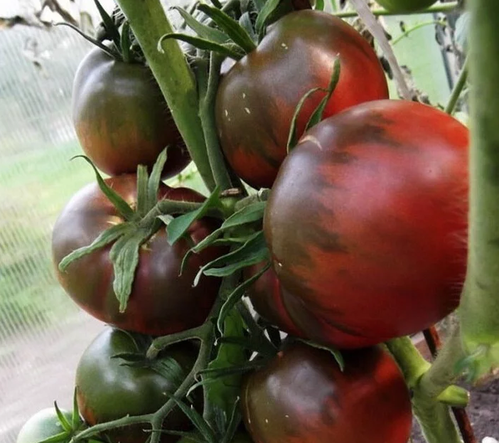 Насіння Томат Чорний принц 0,1 г 30 шт. середньоранній високорослий (RS-00831)