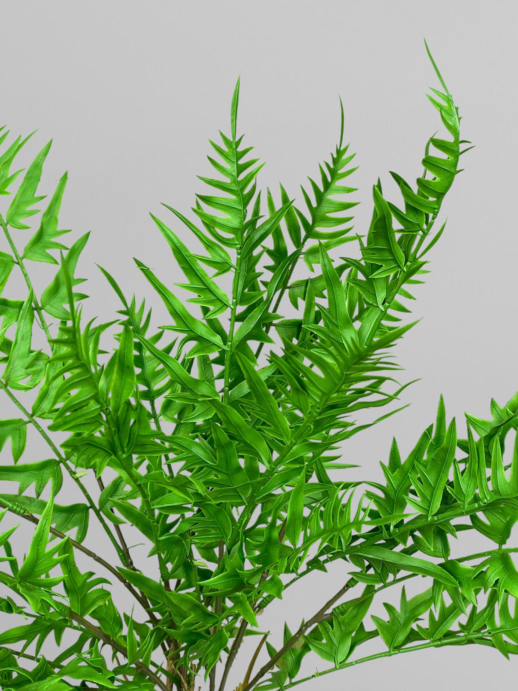 Искусственная оноклея 60 см Зеленый (Р05036) - фото 3 Искусственная оноклея 60 см Зеленый (Р05036) - фото 3