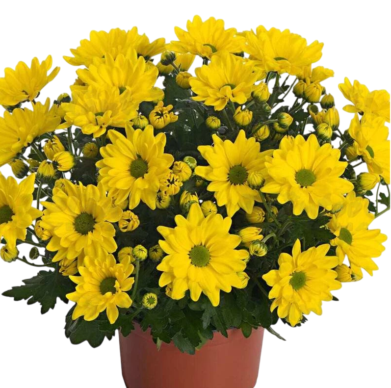 Хризантема среднецветковая Tempo Time Р7 саженец горшечная (27187985)