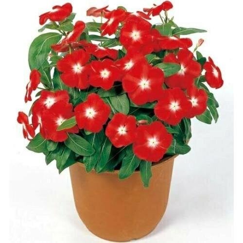 Семена цветов Катарантус розовый Victory Apricot Sakata 25 шт. (BN06568-4)