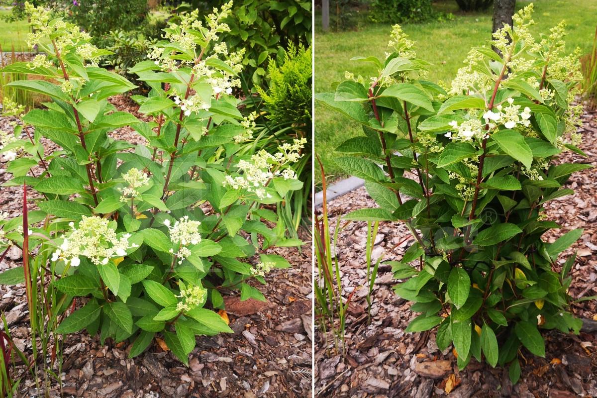 Набор цветочных подставок гортензий Vulcanus Fi 8 мм 30 шт. Черный (2377133140) - фото 6 Набор цветочных подставок гортензий Vulcanus Fi 8 мм 30 шт. Черный (2377133140) - фото 6
