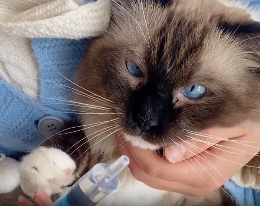 Шприц с наконечником для введения еды/лекарства животным 10 мл Голубой (2149939293) - фото 4