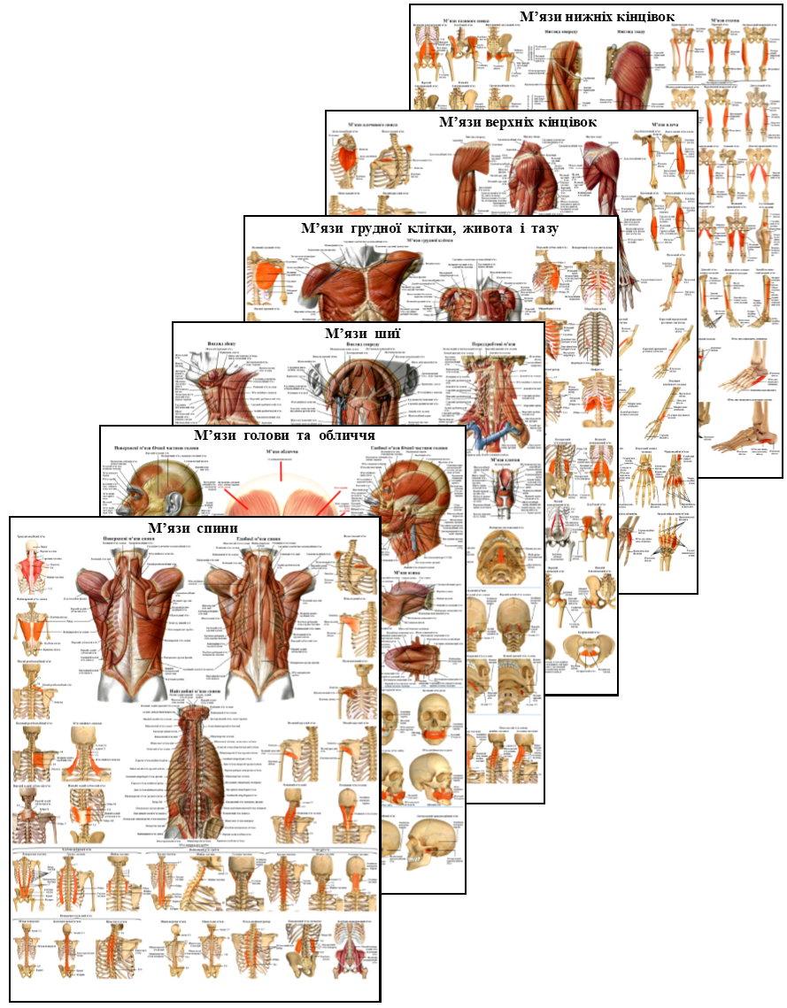 Комплект анатомічних плакатів 6 шт. 67х86 см