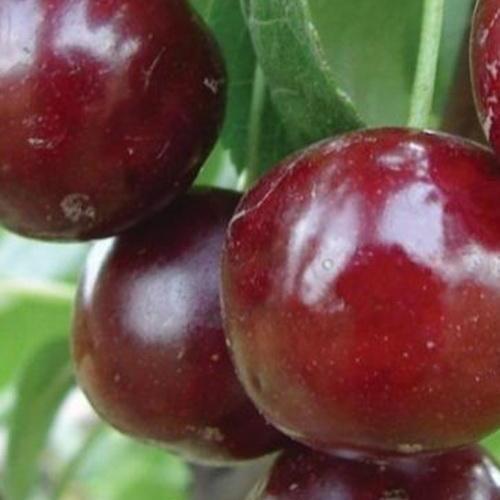 Сажанец Вишня Встреча летний сорт ранний срок созревания (21362)