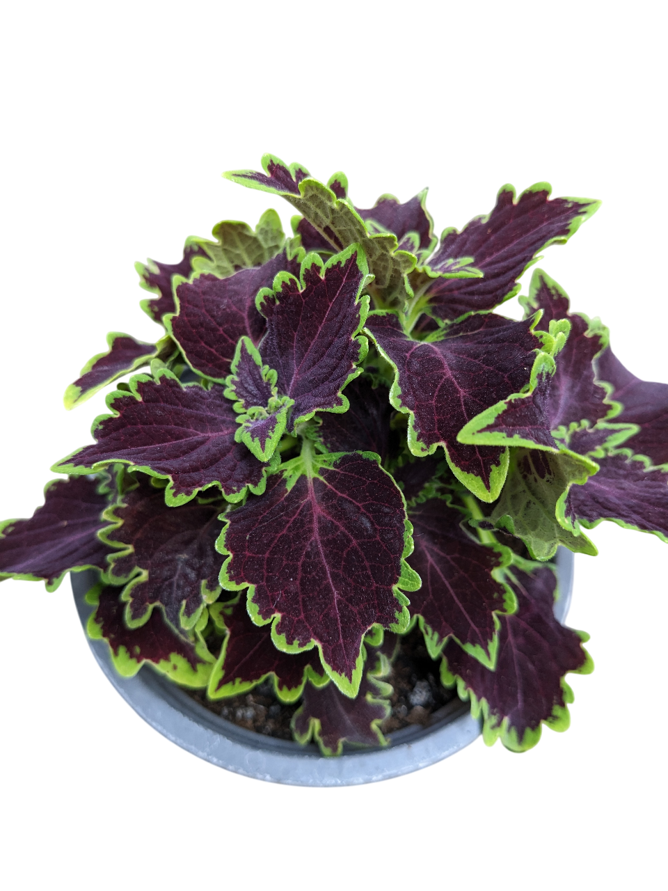 Растение Колеус Wicked Witch 11х20 см (27181615)