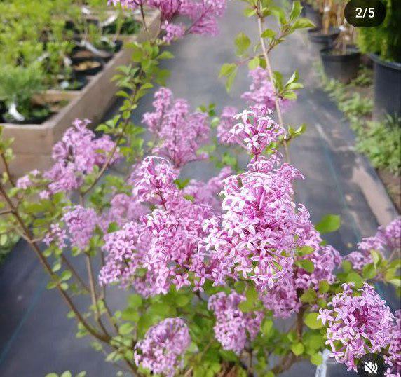 Бузок Red Pixie (18881500)