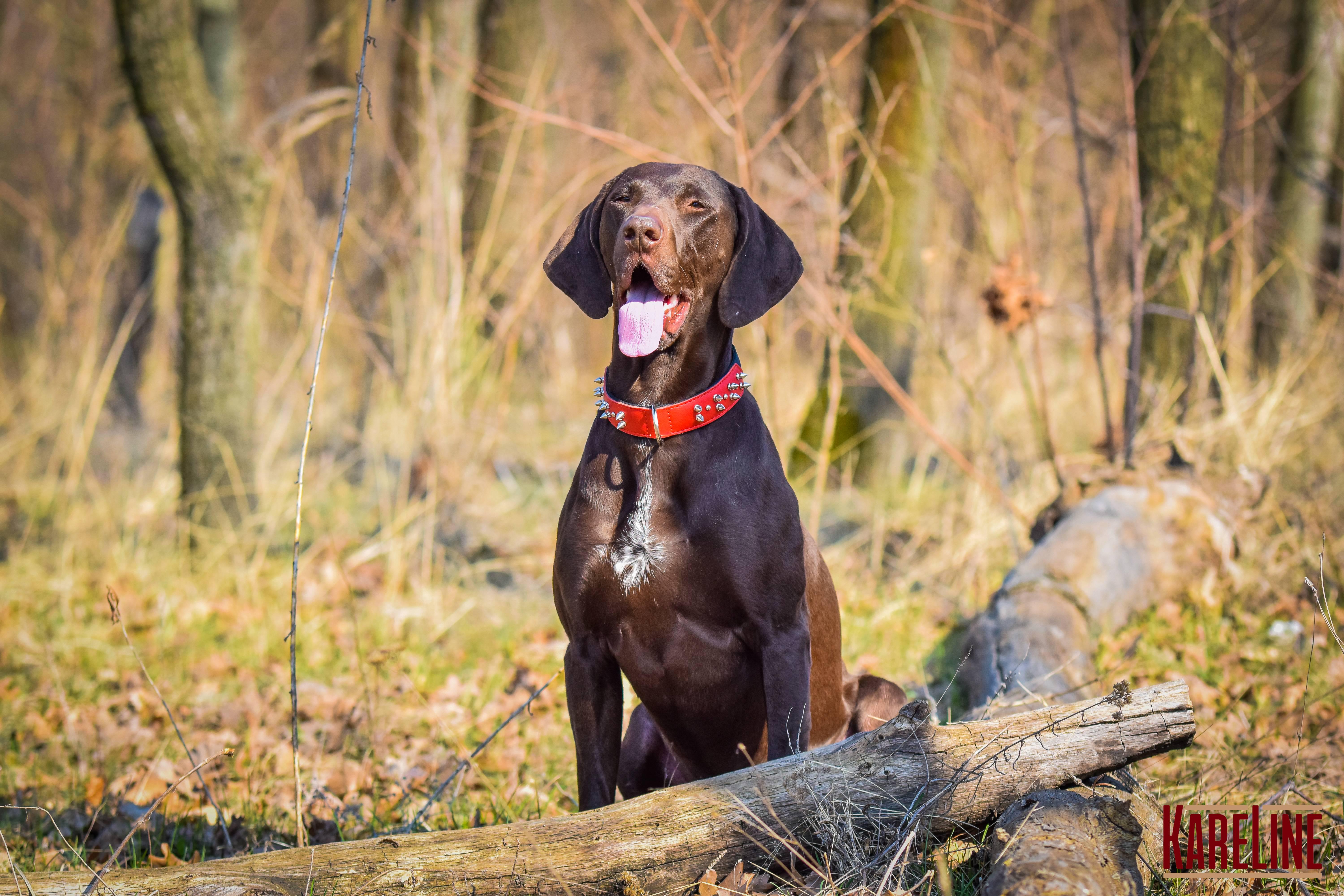 Ошейник KareLine и натуральной кожи с шипами 35 мм 410-510 мм (6606/11) - фото 3