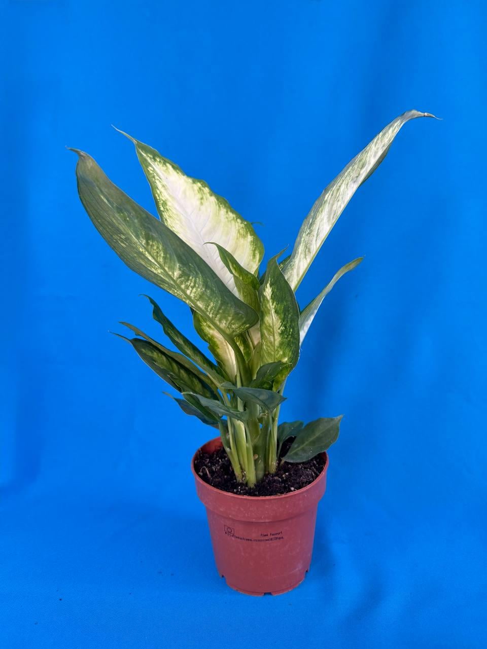 Дифенбахия Камилла Dieffenbachia Camilla (38297677)