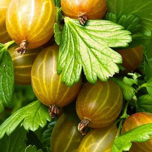 Сажанец Эксклюзив Крыжовник пастельно-желтый Сокровище Treasure премиальный супер сладкий сорт (47870) Сажанец Эксклюзив Крыжовник пастельно-желтый Сокровище Treasure премиальный супер сладкий сорт (47870)