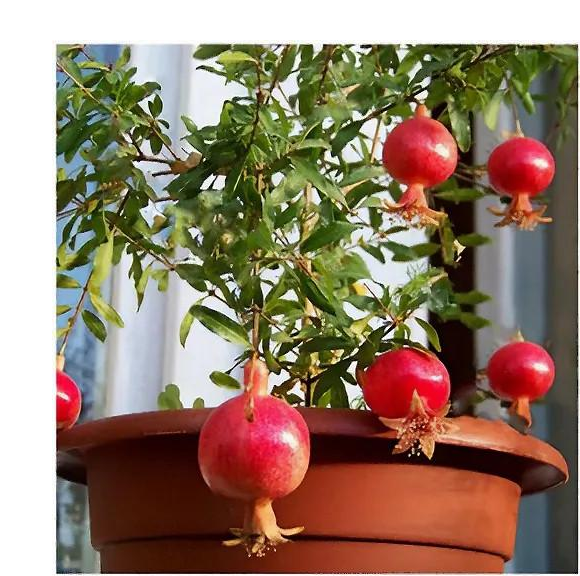 Семена граната комнатного Гранада 5 шт.