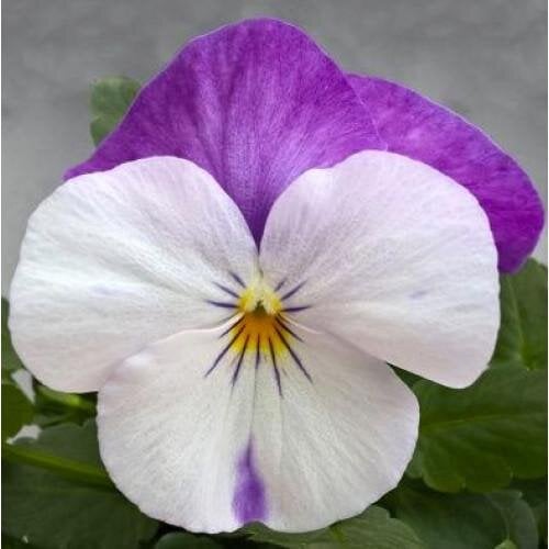 Семена цветов Виола ампельная Freefall White Rose Wing Floranova 250 шт. (BN11652-2) Семена цветов Виола ампельная Freefall White Rose Wing Floranova 250 шт. (BN11652-2)