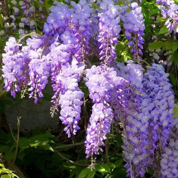 Саженцы глицинии Wisteria chinensis Eiyva в горшке 0,5 л - фото 2 Саженцы глицинии Wisteria chinensis Eiyva в горшке 0,5 л - фото 2