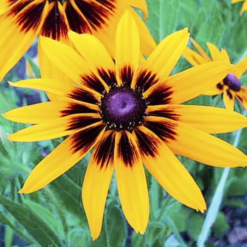 Семена Рудбекия Осенний лес Florium