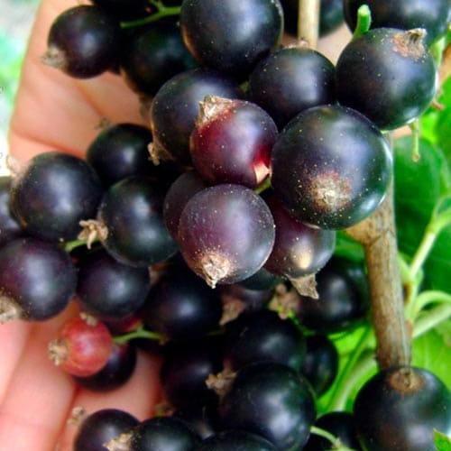 Смородина черная Орес укоренена в контейнере ранний срок созревания