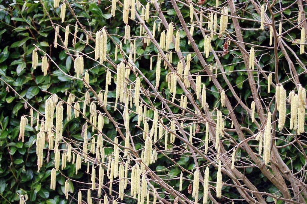 Ліщина зеленолиста (3275) - фото 4 Ліщина зеленолиста (3275) - фото 4