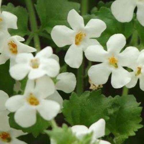 Семена цветов Бакопа SNOWTOPIA BACOPA PanAmerican 5 шт. (BN00224-4) Семена цветов Бакопа SNOWTOPIA BACOPA PanAmerican 5 шт. (BN00224-4)