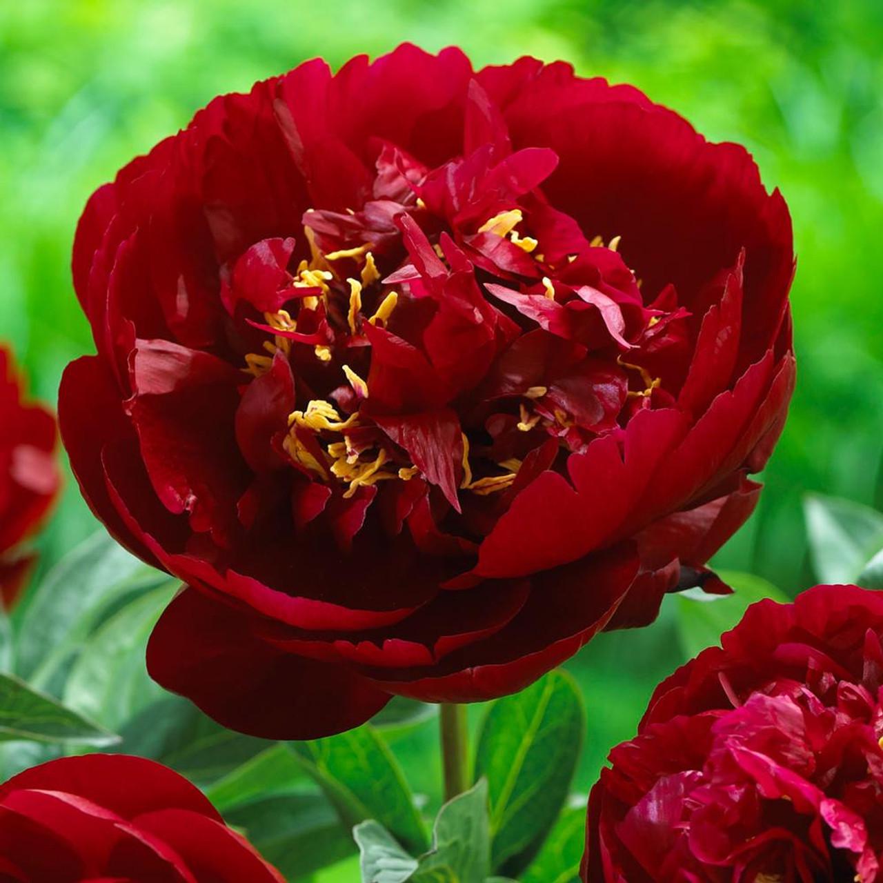 Півонія Бакай Белл Buckeye Belle 3 шт. (38298473)