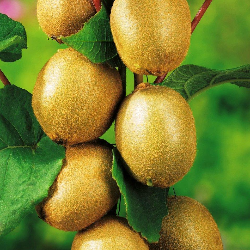 Саженец киви Соло средний самоопыляющийся морозостойкий (738001459) - фото 2 Саженец киви Соло средний самоопыляющийся морозостойкий (738001459) - фото 2