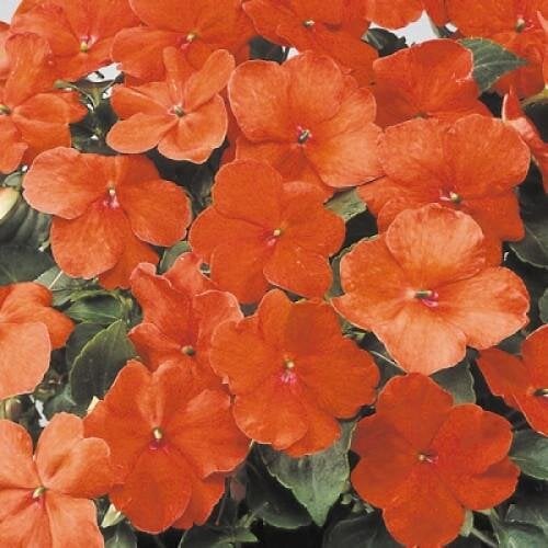Семена цветов Бальзамин Balance Orange Hem Genetics 250 шт. (BN12530-2)