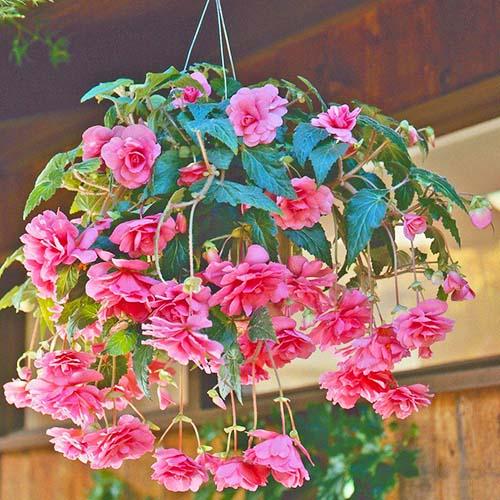 Бегония Florium Pendula Cascade Pink (4573)
