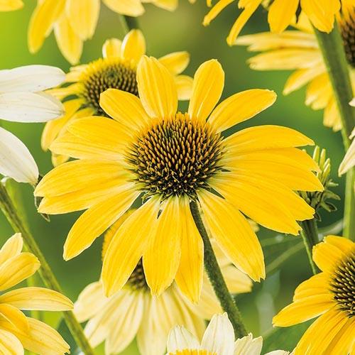 Ехінацея Florium Mellow Yellow (11981)