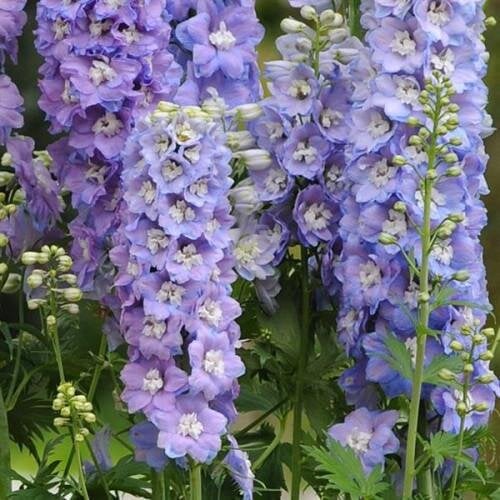 Семена цветов Дельфиниум высок GUARDIAN F1 LAVENDER (BN04162-2)