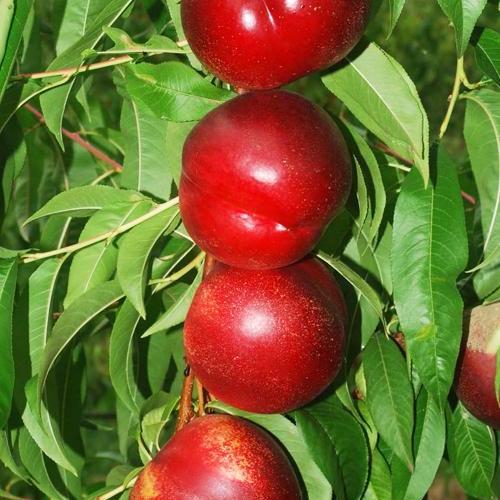 Саджанець Нектарин Біг Хейвен лисий персик новий середньоранній термін дозрівання (63403)